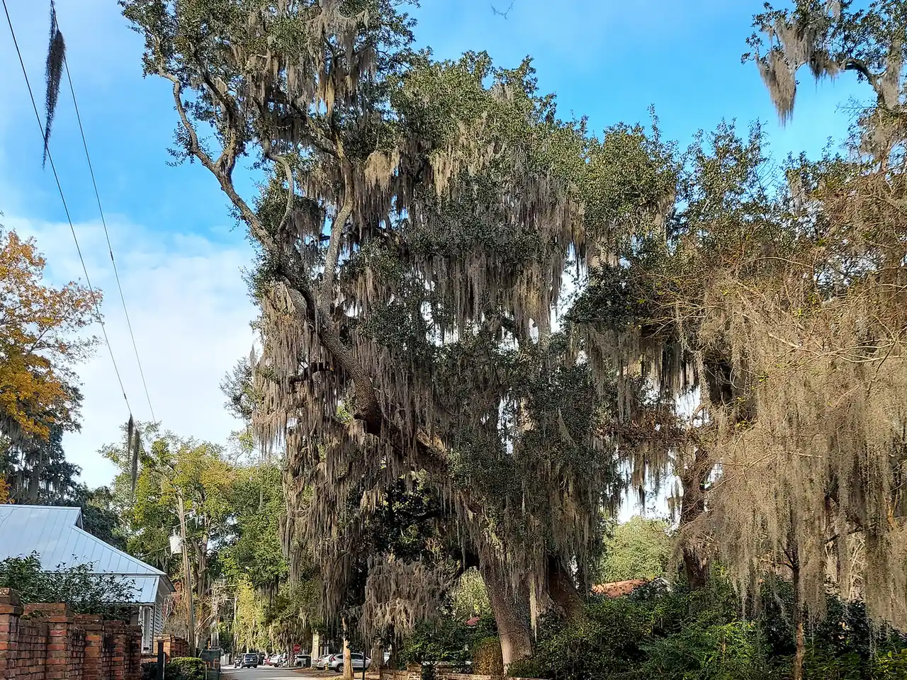 Live oaks hung with Spanish moss shade a quiet street in Old Town Bluffton.