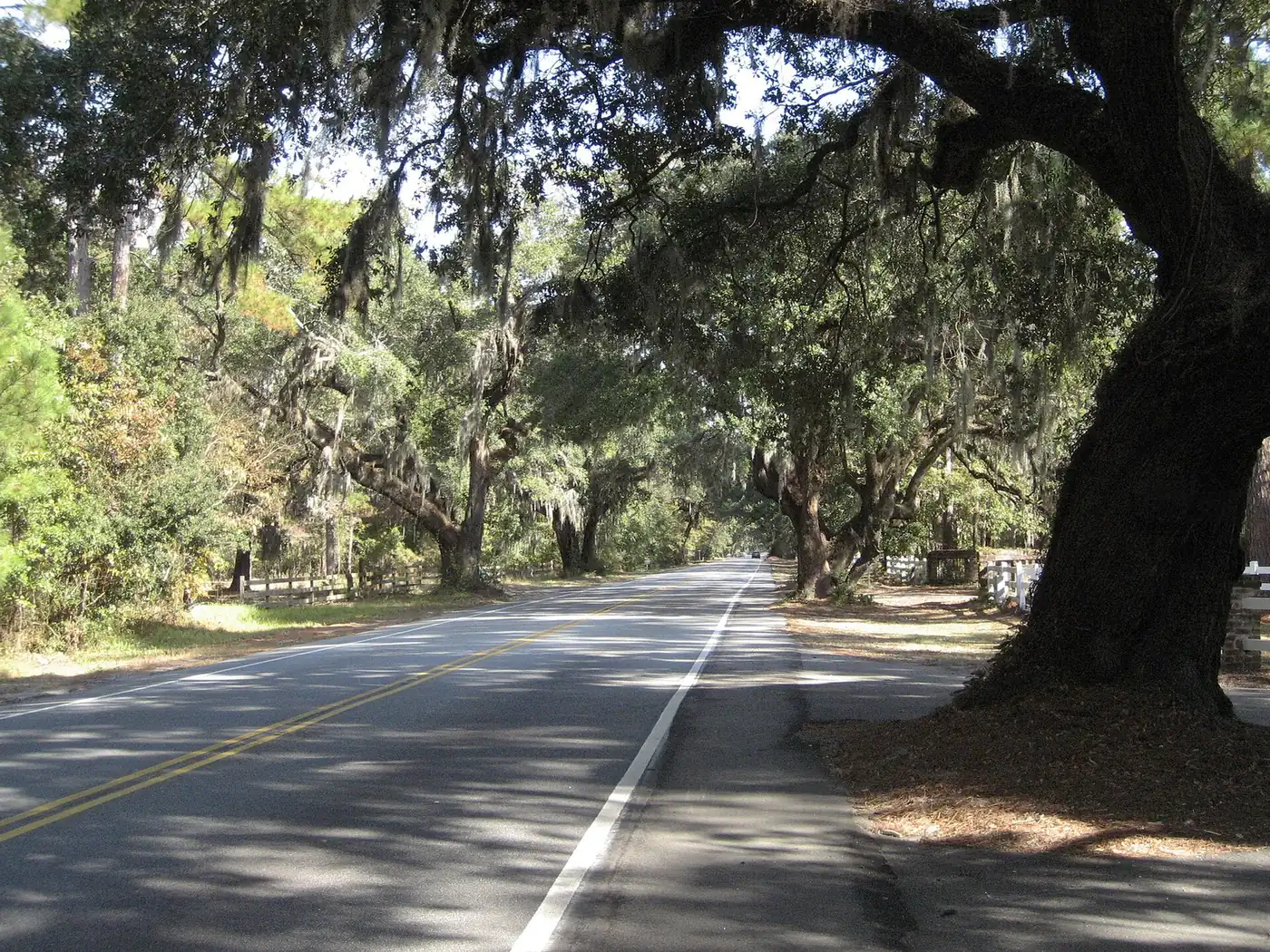 Live oaks hung with Spanish moss arch over May River Road in Bluffton.
