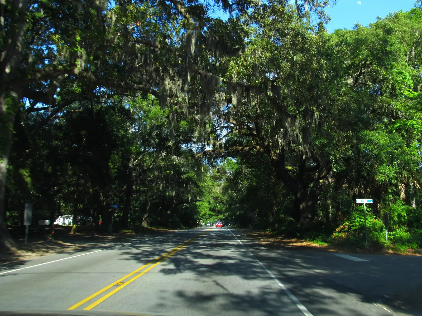 Live oaks line May River Road, S.C. 46, near Bluffton; the road runs west from Old Town through Pritchardville.